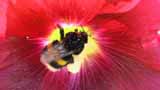Пчелы и шмели в д. Стаино лакомятся нектаром